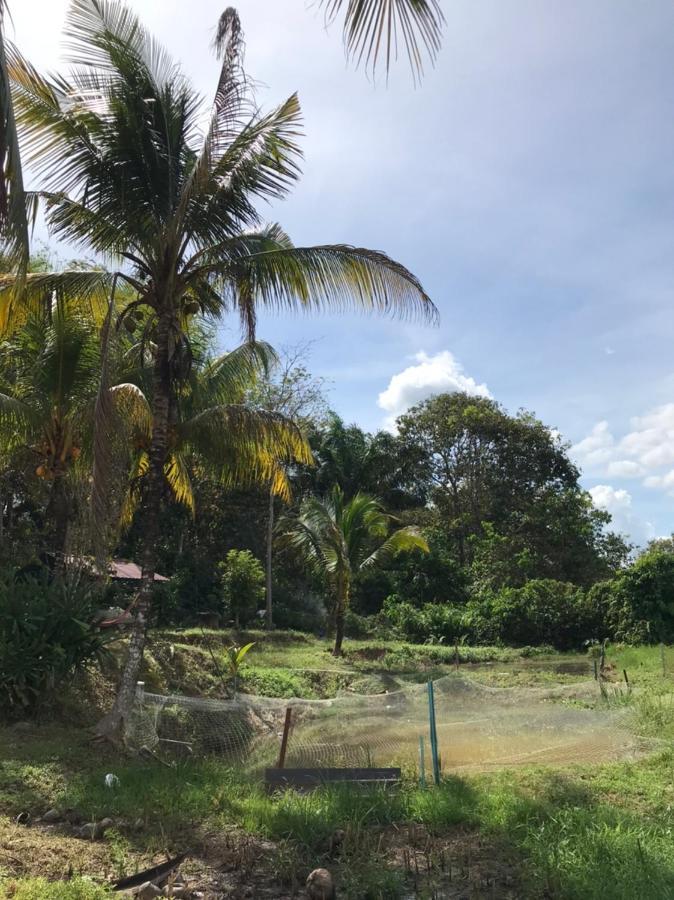 Homestay Bendang Hilir Kuala Nerang Exteriér fotografie